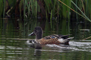 Waterfowl photographs by Betty Fold Gallery